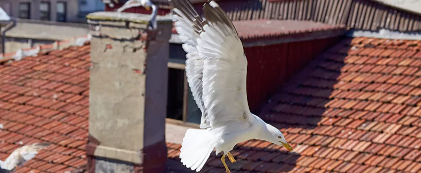 Residential Chimney Animal Removal Solution in Milpitas, CA